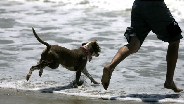Ojo. No creas que todos los canes disfrutan del mar. Hay muchos a los que el calor les resulta insoportable.