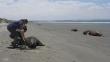 Lambayeque: Lobos marinos varados en playa murieron envenenados