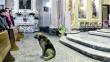 Italia: Muere perro que esperaba todos los días a su dueña en la Iglesia
