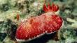 Científicos descubren una babosa marina con un ‘pene desechable’