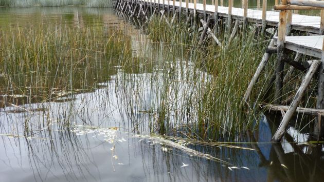 Pesca afectada por los daños. (Andina)