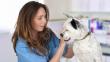 ¿Por qué estudiar Medicina veterinaria?