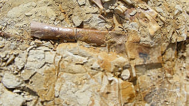 Todavía se puede apreciar restos de piel en los fósiles. (Difusión)