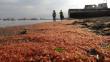 FOTOS: Millones de langostinos varados tiñen de rojo playa del sur de Chile