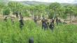 Este año se inicia la erradicación de cultivos de hoja coca en el VRAEM