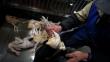 China sacrifica aves por nueva gripe aviar que ya cobró seis vidas