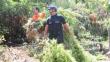 Hallan más de tres mil plantaciones de marihuana en Oyón