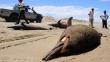 Aparecen otra vez delfines muertos en playas de Lambayeque