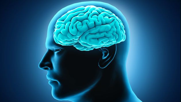 AVANCE. Científicos podrán estudiar mejor el cerebro. (USI)