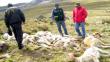 Apurímac: Asesinan a 300 vicuñas para sacarles su fibra y carne