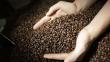 Producción de café alcanzaría los 5,8 millones quintales