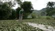 Prevén erradicar 22 mil hectáreas de hoja de coca en todo el Perú