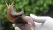 Tumbes: Evitarán consumo de caracoles gigantes por parásitos
