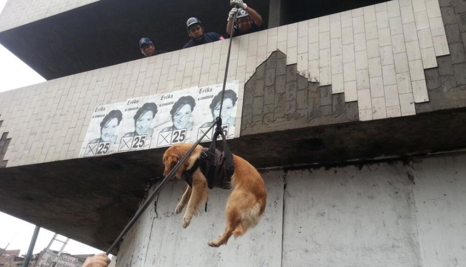 Hasta las mascotas participaron en el simulacro. (Municipalidad de Lima)