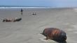 Aparecen más lobos marinos muertos en Piura