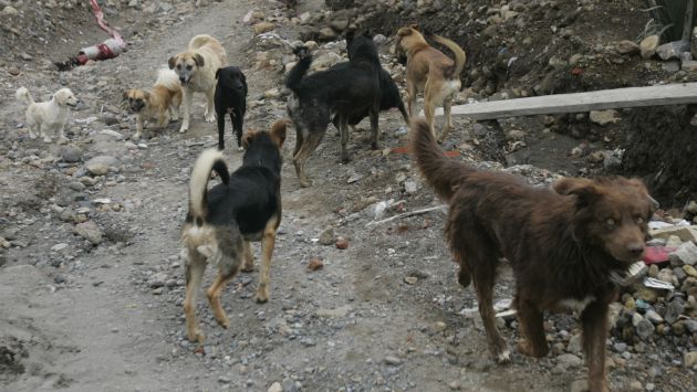 CONTROL ANIMAL. Eliminarán la sobrepoblación de canes. (Heiner Aparicio)