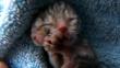 EEUU: Gato de dos cabezas fue rechazado por su madre al nacer