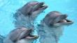 Impulsan ley para erradicar cautiverio de los delfines en el Perú