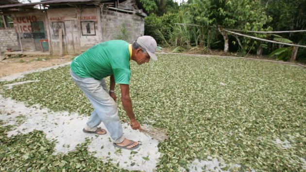 TENDENCIA. El cultivo de hoja de coca se ha extendido a 14 regiones del país, según Antezana. (Perú21)