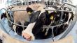 Gobierno británico vende carne infectada con tuberculosis bovina