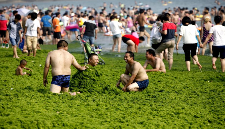 China, Playas, Invasión, Algas, Verde, Mar Amarillo, Qingdao