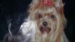 Asaltan exclusiva tienda de mascotas en Surco y se llevan perros de raza