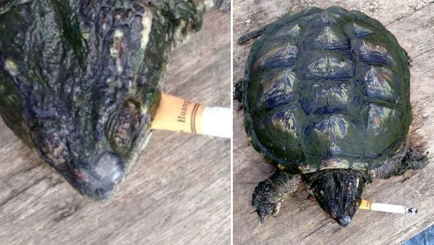 Organizaciones protectoras de animales condenan la situación de la tortuga. (Internet)