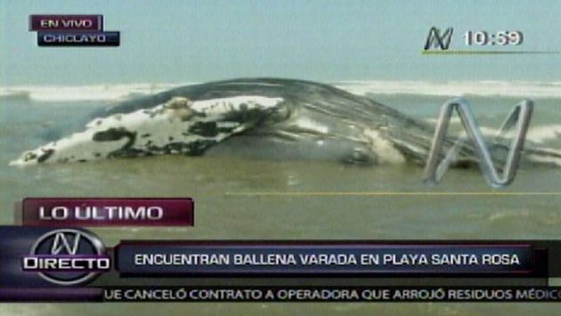 La ballena habría sido arrastrada al litoral por el fuerte oleaje. (Canal N)
