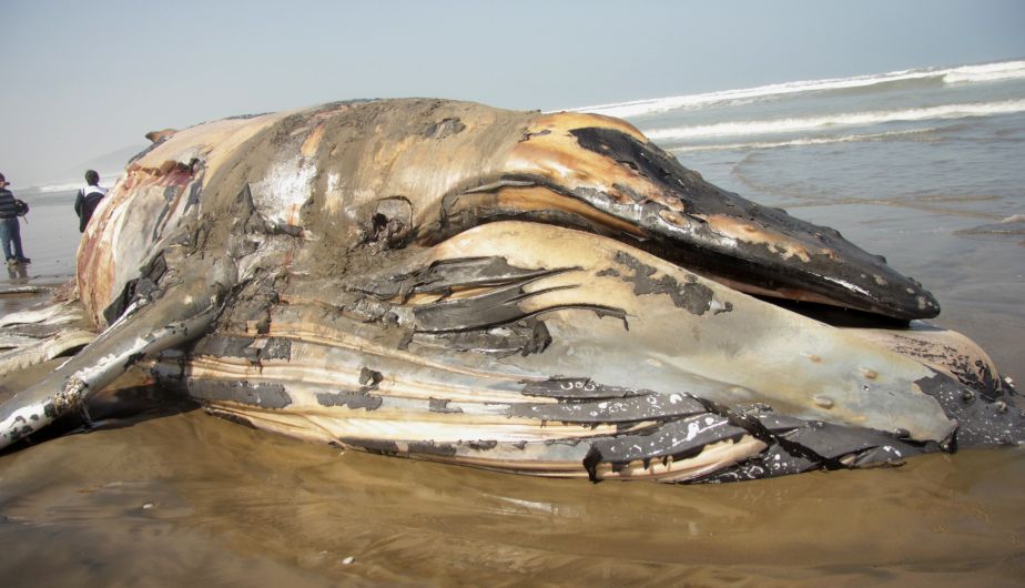 El cadáver de la ballena jorobada de 14 metros y 10 toneladas yace desde el último miércoles en Lambayeque. (Fabiola Valle)