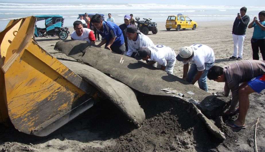 Autoridades hicieron un hueco de 18 metros de largo y un metro y medio de profundidad para enterrar al animal. (Fabiola Valle/Peru21)
