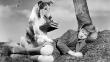 ‘Lassie’ regresa: Dreamworks recupera a un clásico de la TV