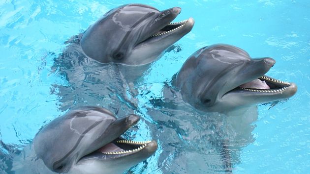 Los delfines saben comunicarse. (USI)