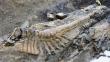Descubren gigantesca cola de dinosaurio al norte de México