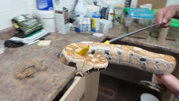 Esta es una de las serpientes que ofrecía tienda de reptiles. (Reptile Ocean)
