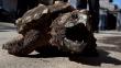 Alemania: Tortuga-lagarto ataca a bañista en lago Irsee y desata pánico