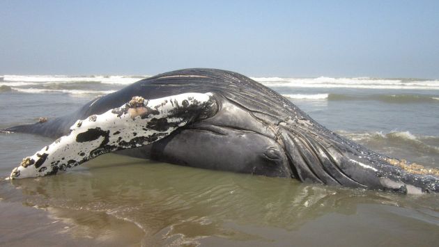 Las ballenas jorobadas se reproducen en el norte del país. (EFE/Referencial)