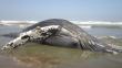 Tumbes: Hallan otra ballena jorobada varada en playa
