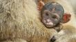 FOTOS: Animales bebé luchan contra la extinción