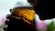 Beber alcohol aumenta riesgo de cáncer de mama en jóvenes