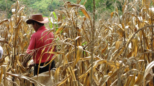 Cosecha mundial de trigo, soya y maíz tendrá buenas perspectivas. (USI)