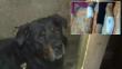 San Juan de Miraflores: Rottweiler ataca a gemelas y a su dueño