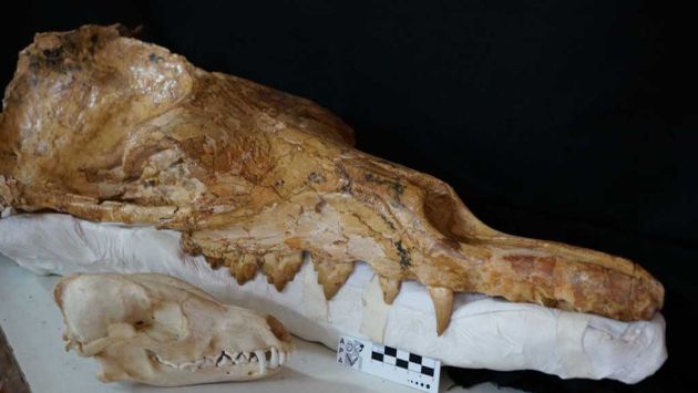 Cráneo de arqueoceto mide 65 cm. (USI)