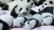 FOTOS: Catorce bebés de osos panda son presentados en China