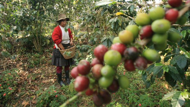 Se están renovando los cultivos de café. (USI)