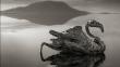 FOTOS: Lago Natron convierte animales en estatuas de sal