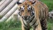 EEUU: Tigre arranca un brazo a trabajadora del zoológico de Oklahoma