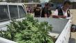 Áncash: Incineran 7,000 plantaciones de marihuana