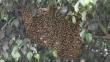 Cusco: Enjambre de abejas mata a mujer y deja herido a su esposo