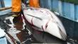 Denuncian matanza de 15 mil delfines por año