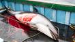 FOTOS: Así mueren delfines a manos de pescadores artesanales